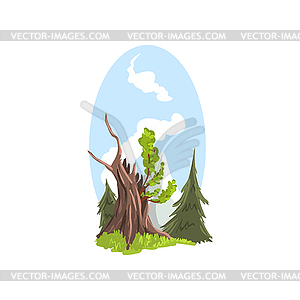 Landscape young branches growing of old tree, firs - vector image