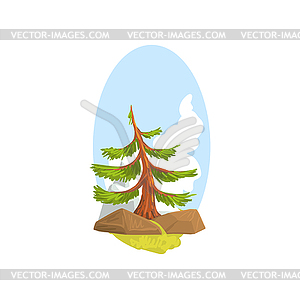 Cartoon landscape with evergreen pine growing behin - vector image