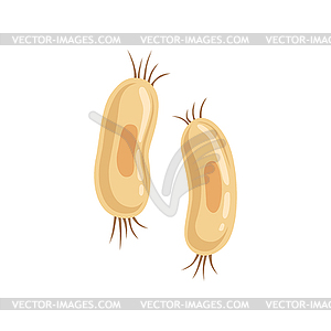 Structure of spirillum with flagella on both ends. - vector image