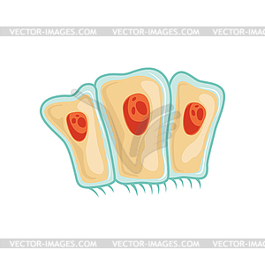 Simple columnar epithelium tissue. Anatomy and - vector image