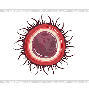 Structure of female egg (ovum) cell. Icon of human - royalty-free vector clipart