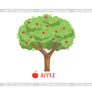 Apple garden fruit tree with red apples and name - vector clipart