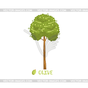 Olive tree with name - color vector clipart