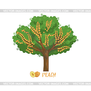 Peach garden fruit tree with name - vector image