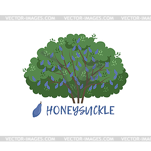 Honeysuckle garden berry bush with name - vector clip art