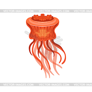 Jellyfish, chrysaora hysoscella species of - vector image