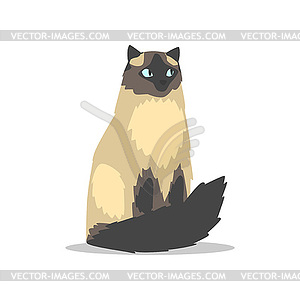 Purebred long-haired birman cat with blue eyes, dar - vector image