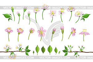 Cherry Blooming Process - vector clipart / vector image