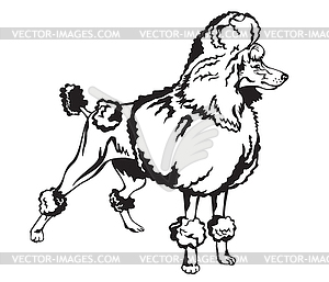 Decorative Poodle - royalty-free vector clipart