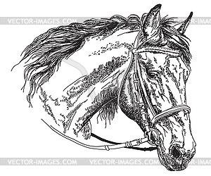 Horse head with bridle hand drawing - vector clip art
