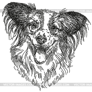 Papillon portrait hand drawing - vector image
