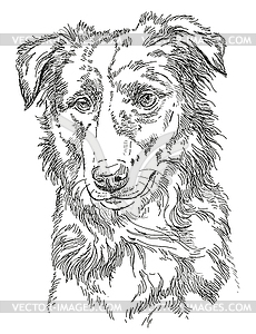 Border collie - vector clip art