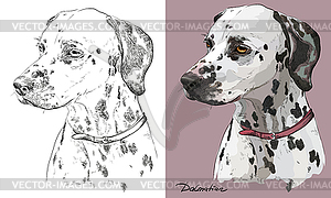 Colorful and monochrome hand drawing portrait of - vector image