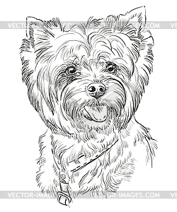 Hand drawing portrait of Yorkshire Terrier - vector EPS clipart