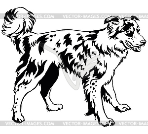 Decorative standing portrait of dog border collie, - vector clip art