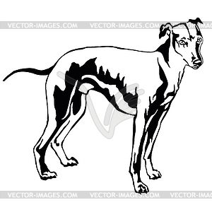 Decorative standing portrait of dog Whippet, - vector clipart