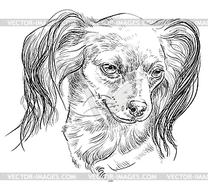 Russian long-haired toy Terrier hand drawing - stock vector clipart