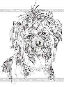 Biewer terrier hand drawing portrait - vector clipart