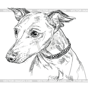 Italian Greyhound hand drawing portrait - vector image