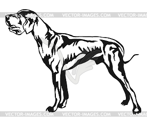 Decorative standing portrait of Great Dane - vector clip art