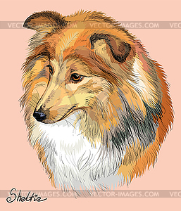 Sheltie colorful hand drawing portrait - vector image