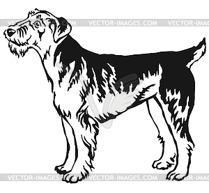 Decorative standing portrait of Airedale Terrier - vector image