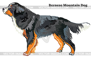 Colored decorative standing portrait of Bernese - vector image