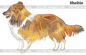 Colored decorative standing portrait of Sheltie - vector clipart