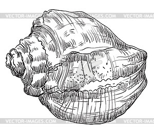 Ручной рисунок морской раковины-14 - клипарт в векторном виде