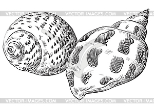 Hand drawing seashell-21 - vector clip art