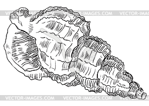 Hand drawing seashell-24 - vector image