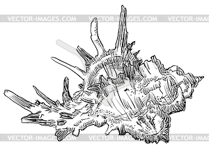 Hand drawing seashell-27 - vector clipart