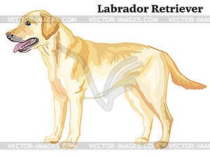 Colored decorative standing portrait of Labrador - vector clipart