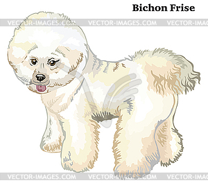 Colored decorative standing portrait of dog Bichon - vector clipart