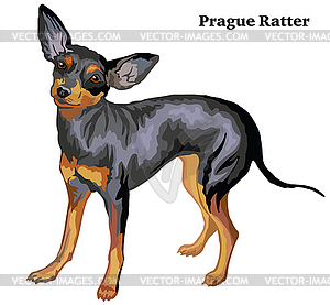 Colored decorative standing portrait of dog Prague - vector image