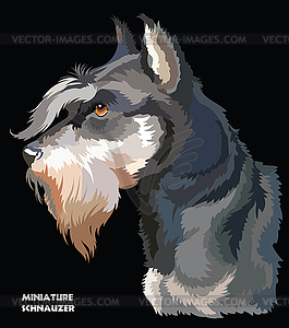Miniature Schnauzer colorful portrait - vector clip art