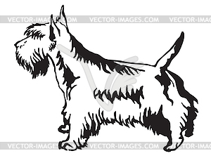Decorative standing portrait of Scottish Terrier - vector image