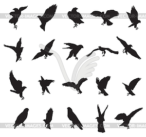 Set of eagle silhouettes- - vector image