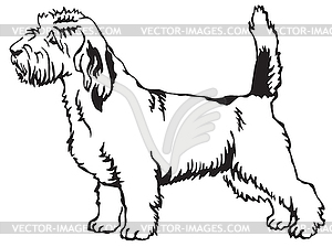 Decorative standing portrait of Petit Basset Griffo - vector clip art