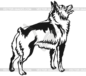 Decorative standing portrait of Schipperke - vector clipart