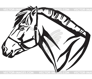 Decorative portrait of Norwegian fjord pony - vector image