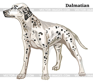 Colored decorative standing portrait of dog - vector image