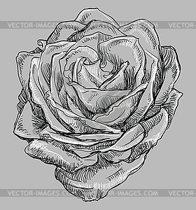 Grey flower  - vector clipart