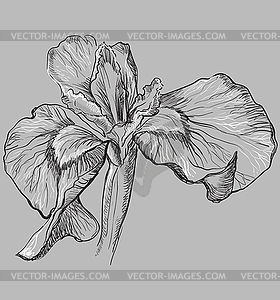 Grey flower  - vector clipart