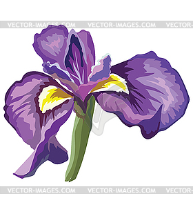 Flower  - color vector clipart
