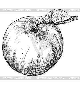 Hand drawing fruit- - vector clipart