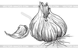 Hand drawing fruit- - vector image