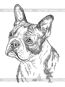 Boston terrier hand drawing portrait - vector image