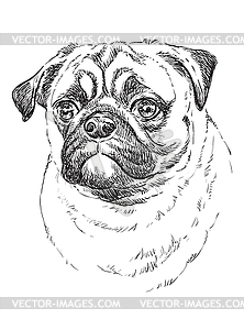 Pug hand drawing portrait - vector clip art