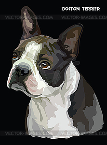 Boston terrier colorful portrait - royalty-free vector image